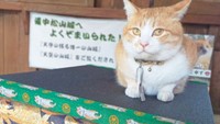 可愛い猫城主“さんじゅーろー”　天空の山城でとっておきの1枚を　岡山・高梁市