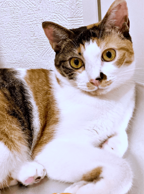 三毛猫の「むすび」ちゃん。飼い主さんと遊んでひと休み中（画像提供：くろとらたきびさん）