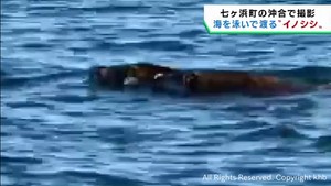 海を泳ぐ２頭のイノシシ撮影　水面から鼻出し器用に水をかく　宮城・七ヶ浜町　