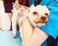 度重なる苦労を経験することになった保護犬・みっくん
