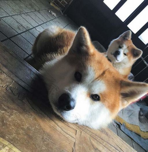 「秋田犬 ゴンとトラ あきたけんじゃないよ あきたいぬだよ」（講談社）より