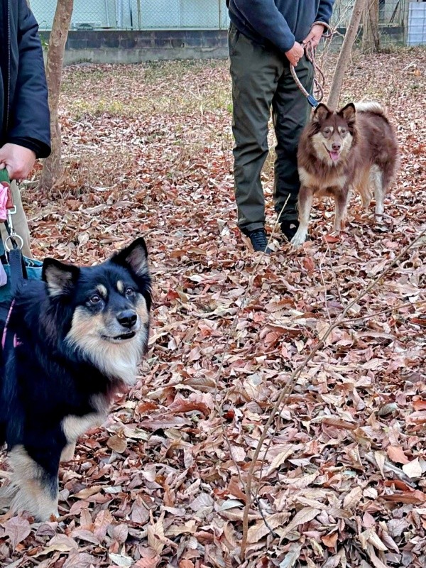 7年ぶりに再会した（左から）モコちゃん、神楽ちゃん（画像提供：kaguramama_makiさん）