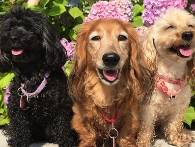 犬を飼う前に知ってほしいこと　「純血種が優れている」は誤解