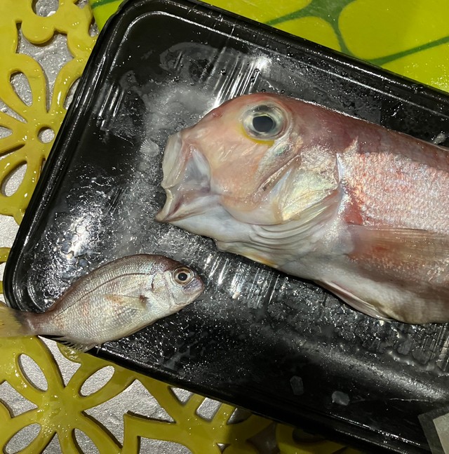 「これはお買い得！」「めで鯛」（Eudorinaさん提供）