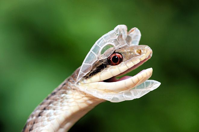 Rare observation of striped snake shedding its skin in the wild | The ...