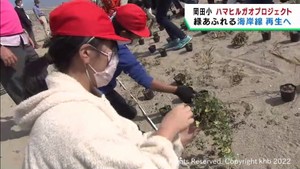 被災した海岸に緑を取り戻す　小学生がハマヒルガオの植栽活動　仙台・宮城野区