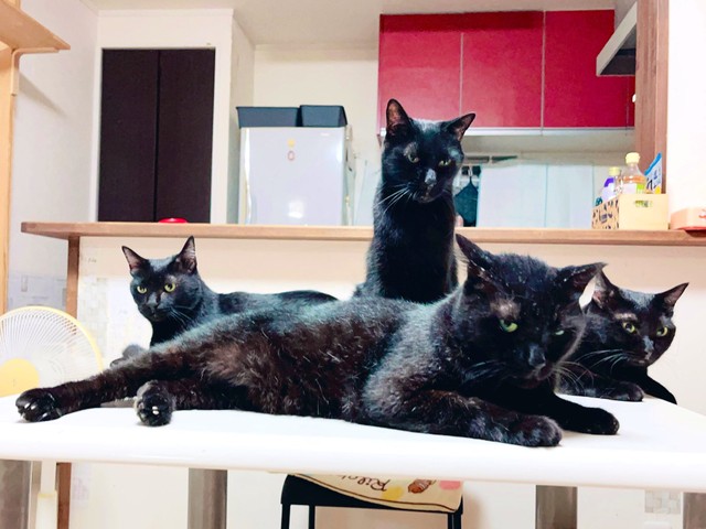 8匹目の黒猫ちゃん、まってるぜ！（「猫野四季＊」さん提供、Xよりキャプチャ撮影）