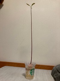 たしかにちょっと寂しい…（しらかわあすかさん提供）