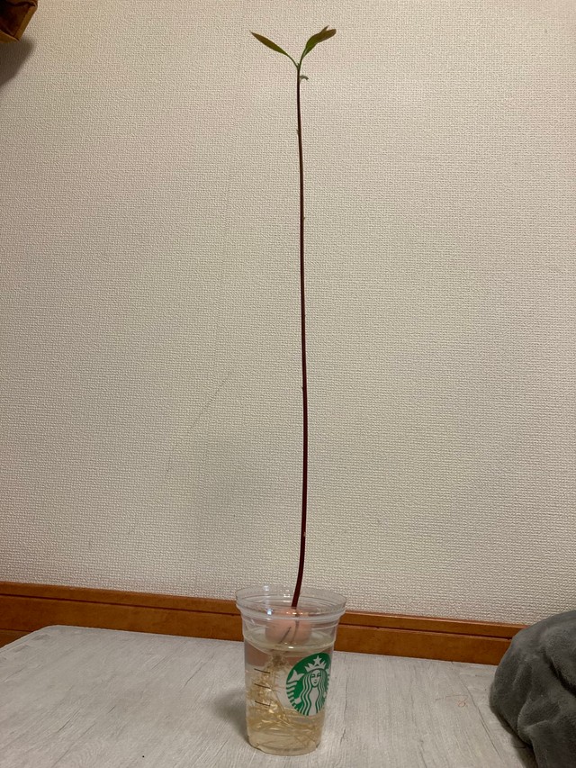 たしかにちょっと寂しい…（しらかわあすかさん提供）