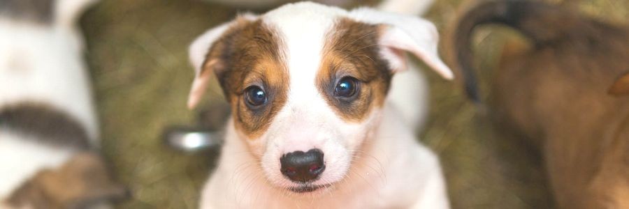 子犬の飼い方・しつけ方記事一覧 | 「犬や猫ともっと幸せに」を