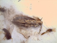 害虫「トマトキバガ」香川県で初確認　トマトなどに寄生し食害起こす