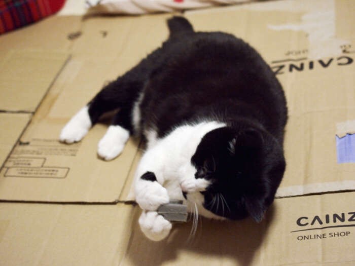 「段ボールの上はすべって遊びづらいけど、ツルツルして気持ちいいんだ」（小林写函撮影）