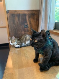 犬や猫、人間と同様に動物病院にも「一生」があります。