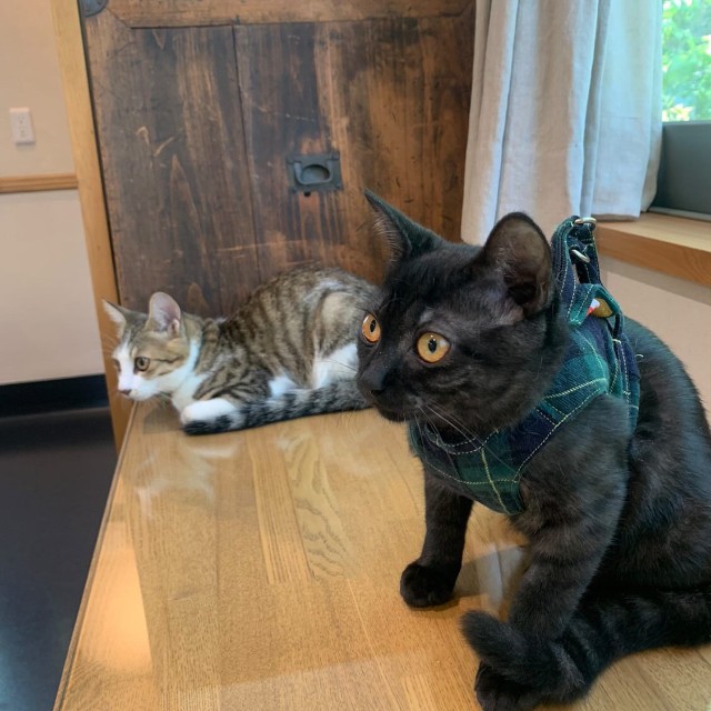 犬や猫、人間と同様に動物病院にも「一生」があります。