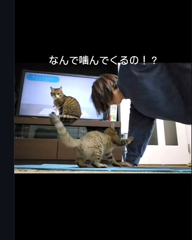 てんてん怪獣、なんで噛んでくるの！？（「ちゃちゃママ／4匹猫ファミリー」さん提供、Instagramよりキャプチャ撮影）