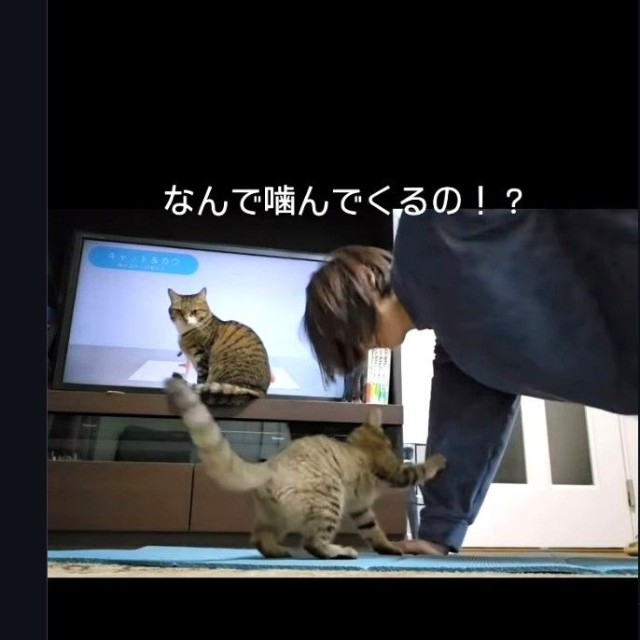 てんてん怪獣、なんで噛んでくるの！？（「ちゃちゃママ／4匹猫ファミリー」さん提供、Instagramよりキャプチャ撮影）