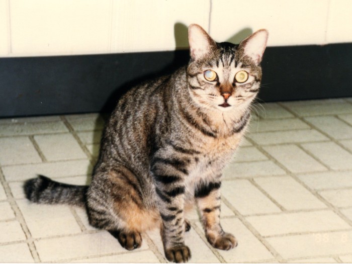 片目が白濁しているけれど、人懐こくて優しいビッキー