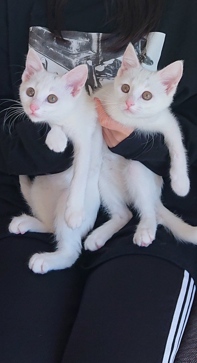 どちらがどちらか分からないほど似ている＝ぽむぽわカレンダー発売中さん提供（@pom_powa_nyan）