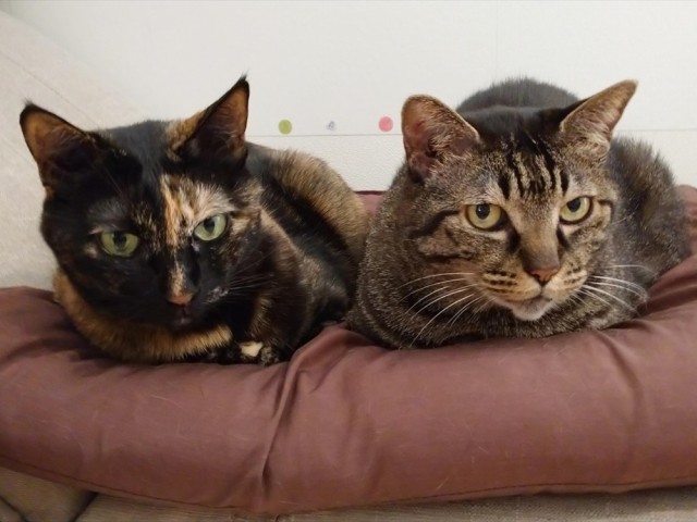 猫って自由 夏に冬用ベッドで熟睡 飼い主の足をザリザリペロペロ 犬 猫との幸せな暮らしのためのペット情報サイト Sippo