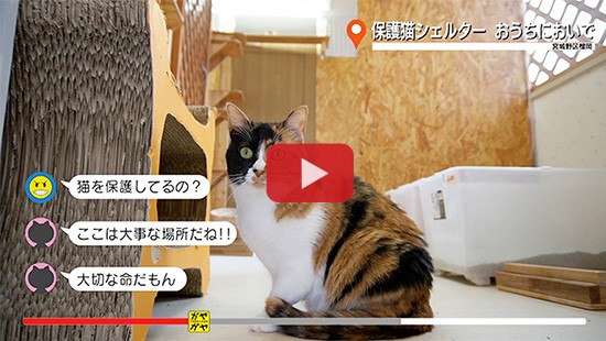 #471保護猫シェルター おうちにおいで①