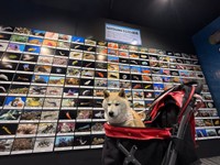 すっかりしょぼしょぼ顔になったゆめちゃん（画像提供：柴犬の見る夢さん）
