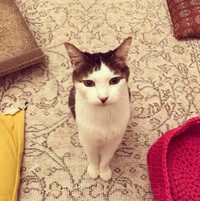 病名が発覚する前にはトイレハイが激しくなり、走り回った後に大きな声で鳴くという変化がみられた