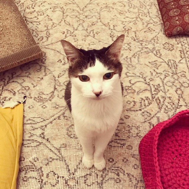 病名が発覚する前にはトイレハイが激しくなり、走り回った後に大きな声で鳴くという変化がみられた