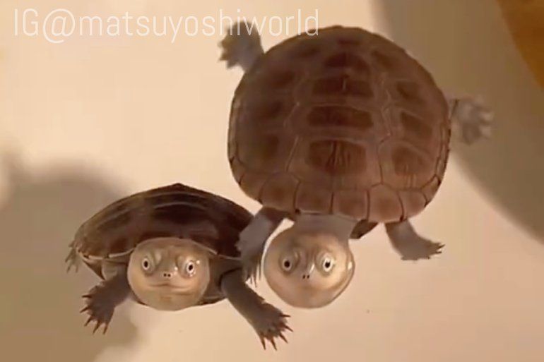 一瞬ヒヤッ……！」水面で“ヘソ天”するカメに3.1万いいね 自力で戻れるの