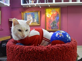 耳の不自由な白猫「アキレス」が予言　サッカーＷ杯ロシア大会