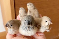 もふもふ具合がたまらない鳥さんたち