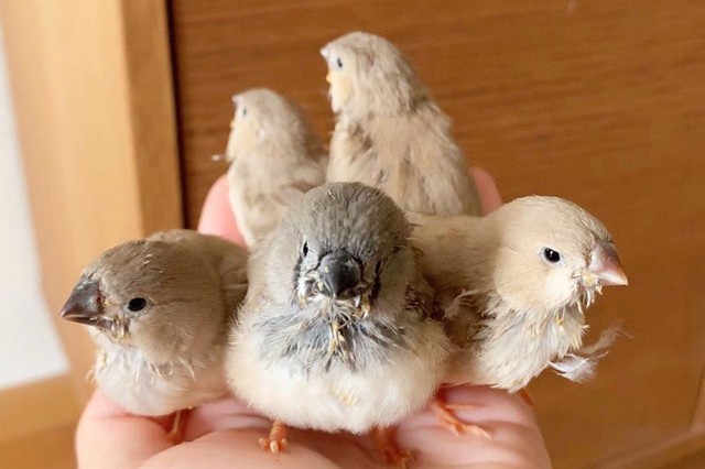 もふもふ具合がたまらない鳥さんたち