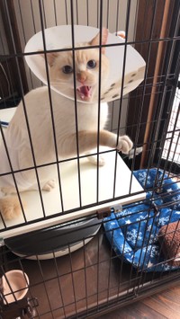 左後ろ足を切断とともに去勢手術をした豆太くん。目が合っただけでシャーシャーと威嚇していたという（あきひろさん提供）