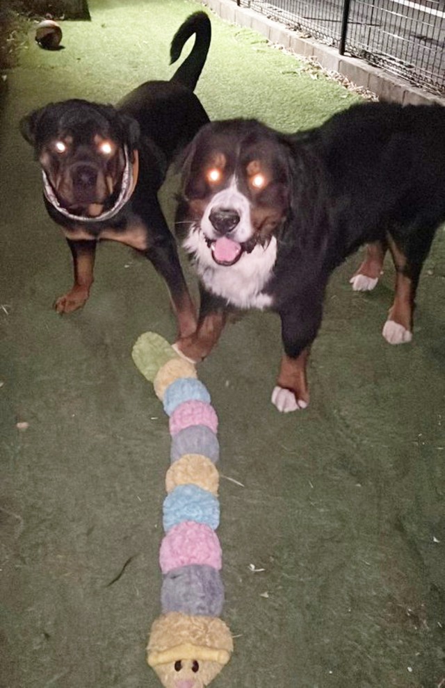 夜のお庭で遊ぶタイカンくん（右）、セドリックくん（左）（画像提供：セドリック タイカンさん）