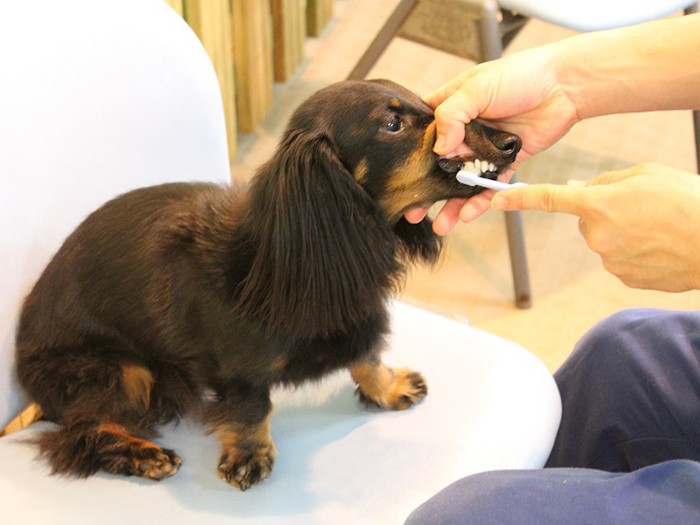 歯磨きの練習と歯の健康チェック