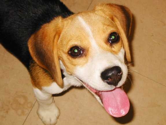 ビーグル犬の歯の再生実験、岡山大などが成功