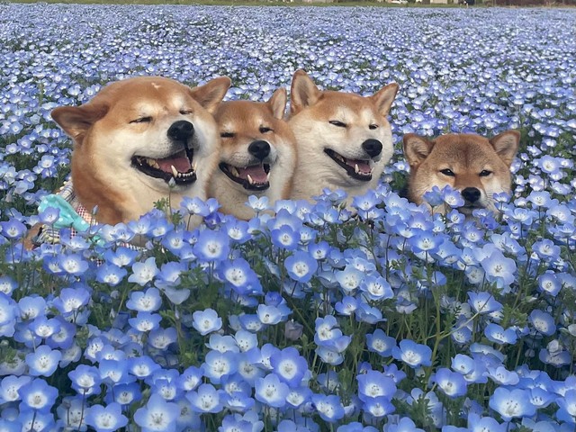 満面の笑みを浮かべながらネモフィラ風呂に浸かる柴犬ちゃんたち（提供：柴犬茶々麻呂之介さん）