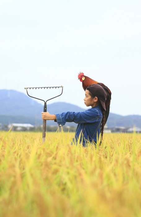 『その者、蒼き衣を纏いて金色の野に降り立つべし！』こちらは天然記念物の長鳴き鶏「東天紅鶏」です（提供：ダイオウイカさん）