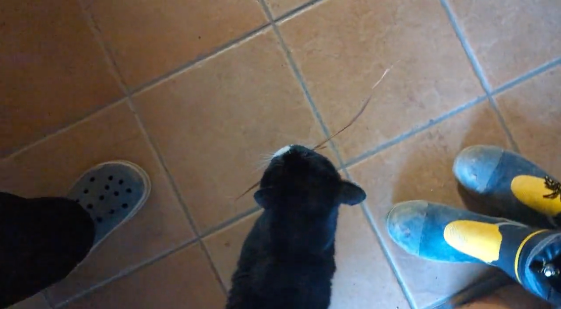 しっかり家の中まで持ち帰りました（画像提供:もんたの日常さん）