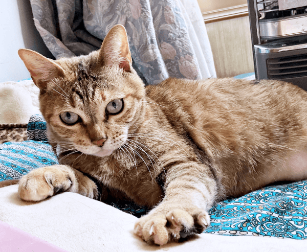 のんびりくつろぐ彩月ちゃん（画像提供：彩月＆萌花にゃんさん）