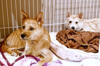 お迎え当初のパフィちゃん。（右）ケージから出ないパフィちゃんに寄り添うココアくん（左）（画像提供：誠樹ナオさん）