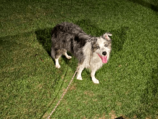 ナイトプールを楽しむサニーくん（画像提供：ボースー子さん）