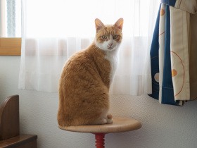 小さな頭をなでながら気持ちはふさぐ　野良猫時代「はち」はとても愛されていた