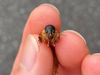 ケラ（画像提供：よろたむさん）