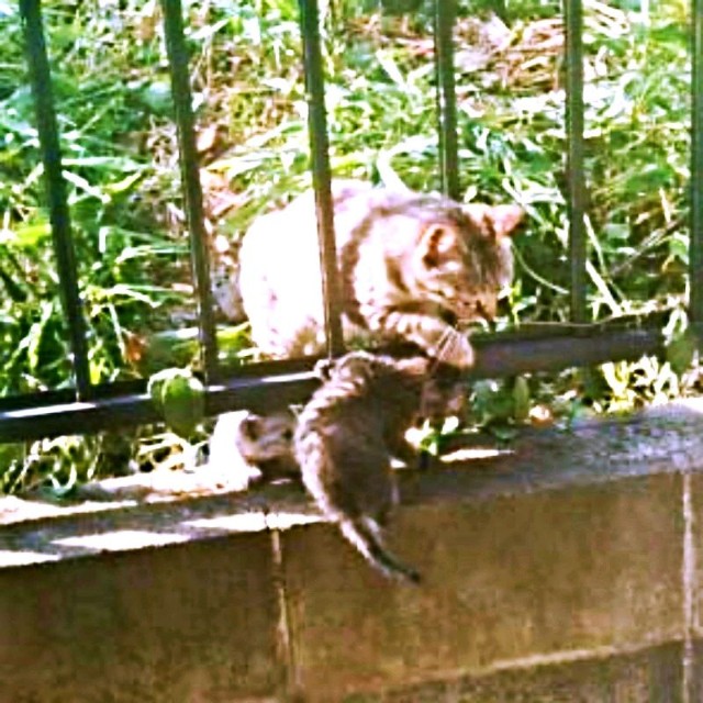 母猫に連れられてやって来たココロちゃん（画像提供：ココロさん）