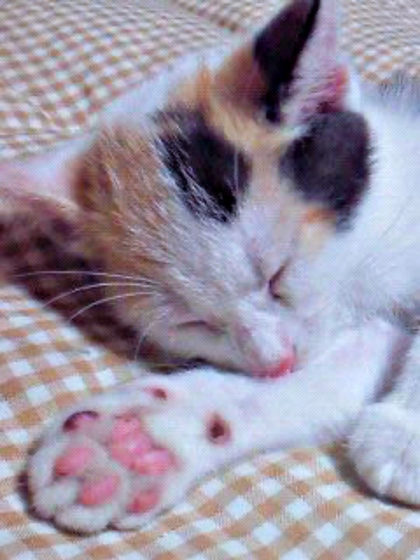 生後推定1カ月、家に迎えられたころのみゅうちゃん（画像提供：こまちさん）