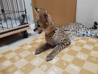 これでも生後８か月（取材時）の子供