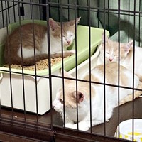 お迎え当日、ケージの中で過ごす（手前）母猫・リンちゃん、（後ろ）モカくん、（左）レンくん（画像提供：ともさん）