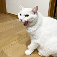 「ニャー！」元気よく鳴く頼もしい男の子になったぷぅくん（画像提供：masaru--menさん）