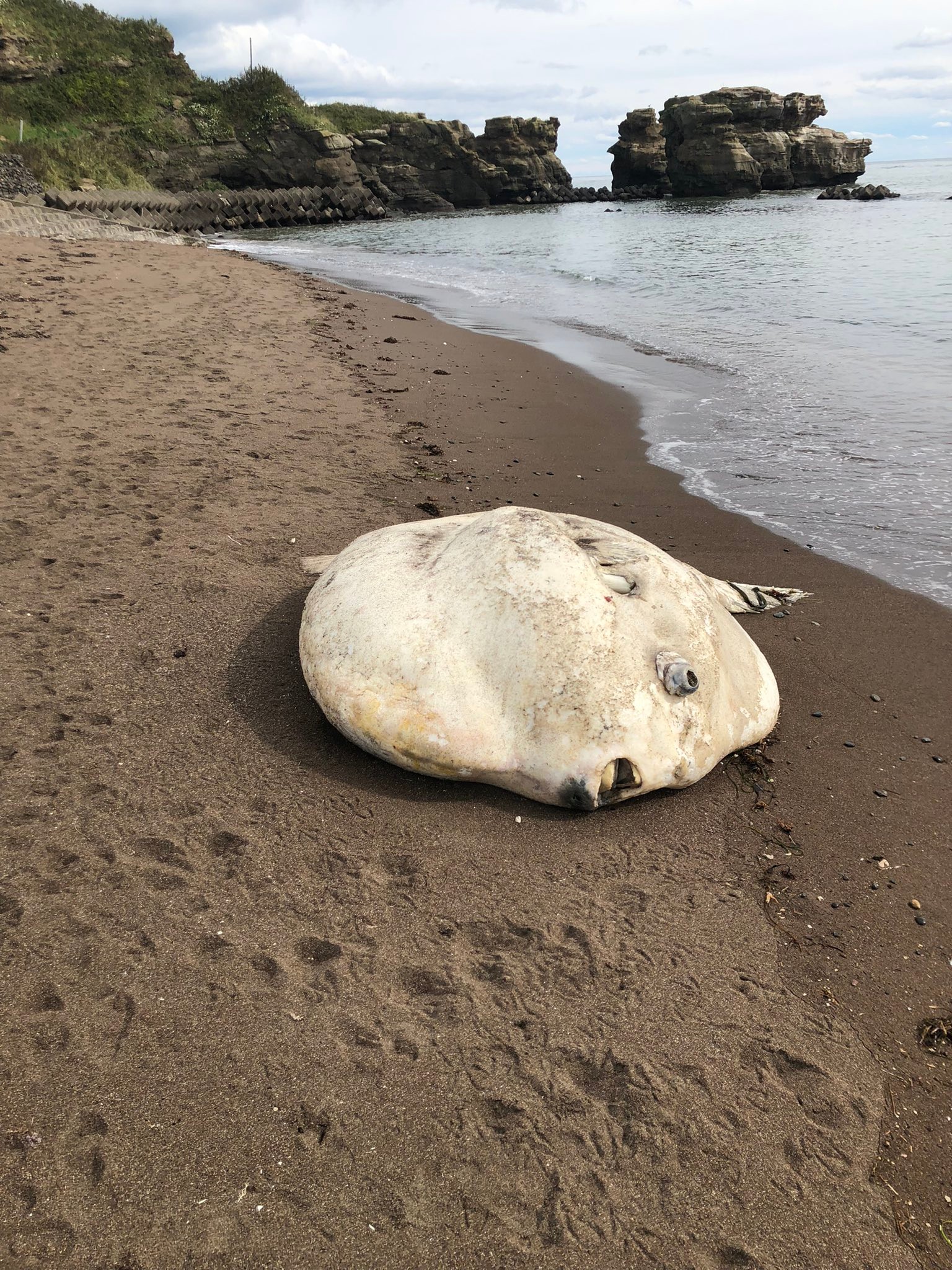 たかしま様専用 マンボウの剥製 （バリ島ダイビング】マンボウ