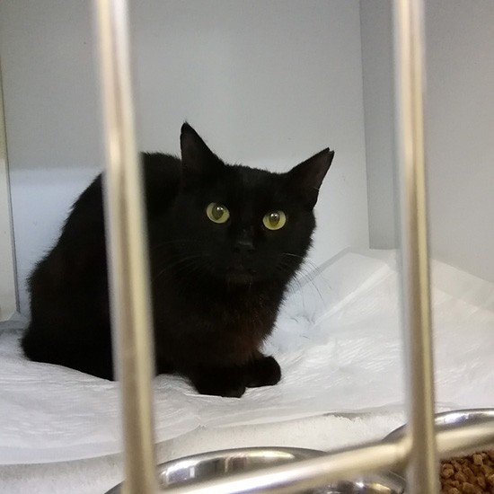 家族を探すことになり、避妊手術した病院に１週間入院。その後、雅子さんの家へ（雅子さん提供）